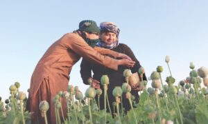 Afghanistan: Taliban bans opium poppy cultivation, drug trade