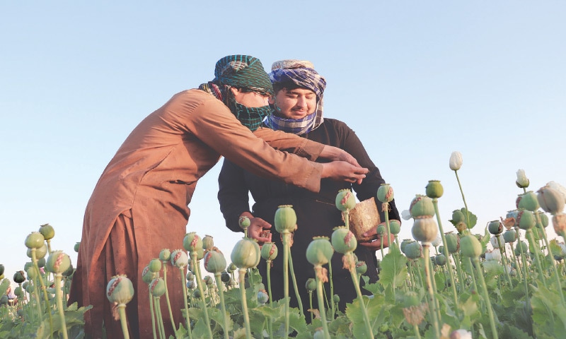 Afghanistan: Taliban bans opium poppy cultivation, drug trade