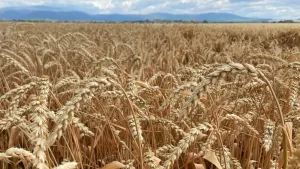 Russia-Ukraine grain deal to be signed today, says Turkey