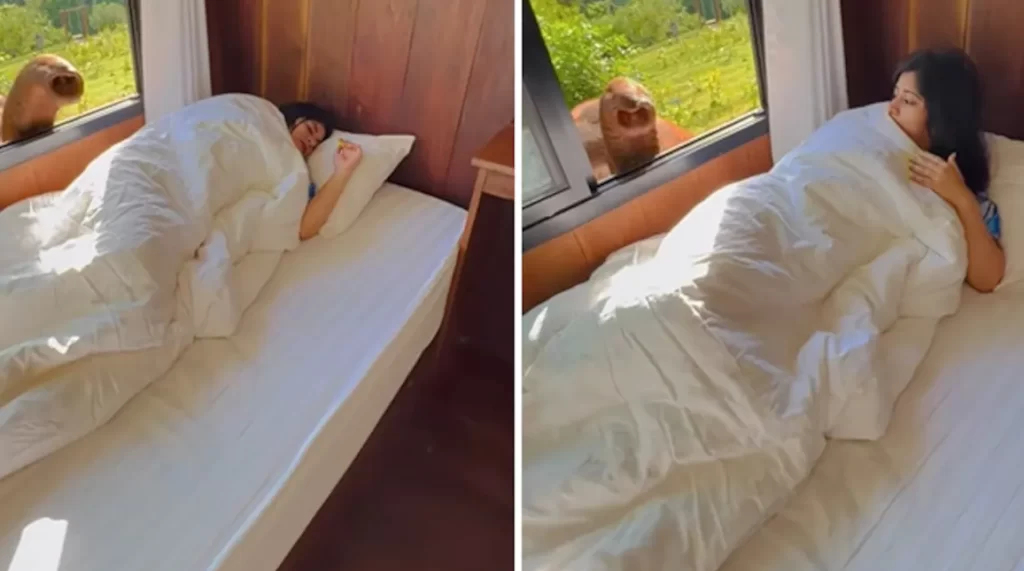 Adorable Video Shows Elephant Waking Up Woman In Thailand Hotel Room